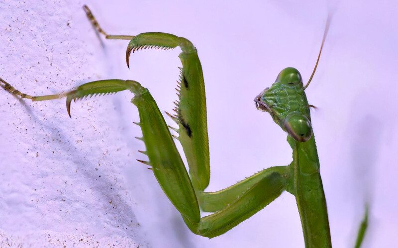 Praying Mantis Macro Photo Print