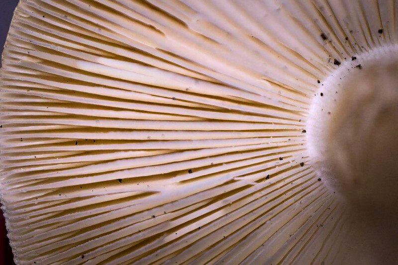 Mushroom Gills Macro Photo Print