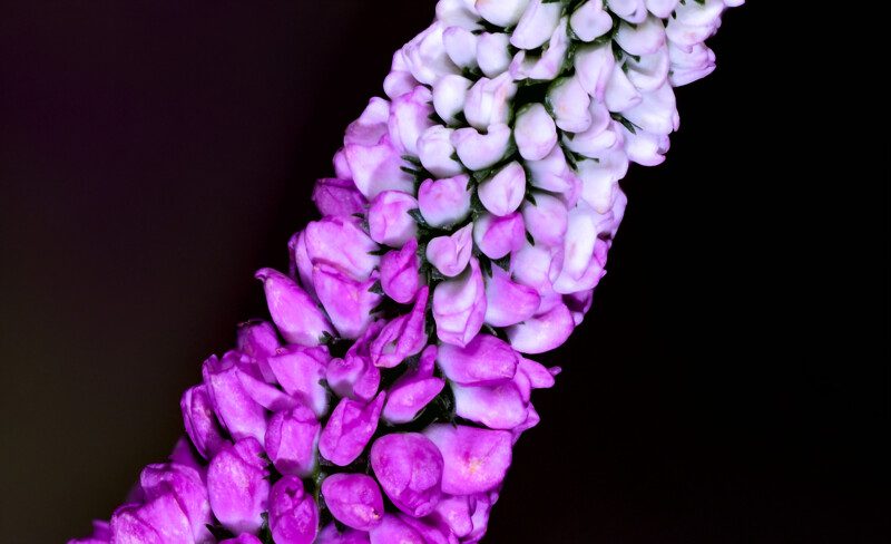 Pink Flower Buds Macro Photo Print