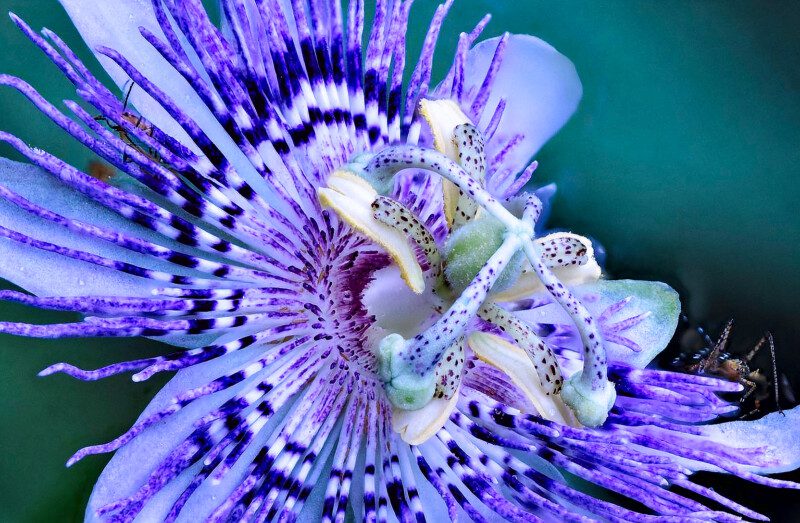 Passion Flower Macro Photo Print