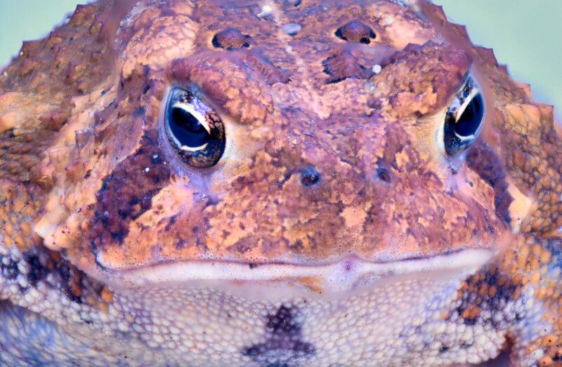 Toad Portrait Macro Photo Print