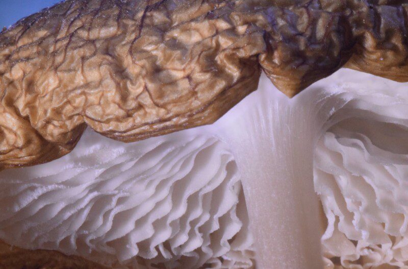 Mushroom Cross-Section Macro Photo Print