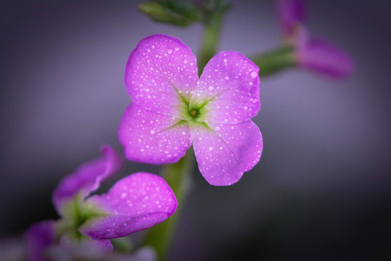 Dewy Pink Flower Macro Photo Print